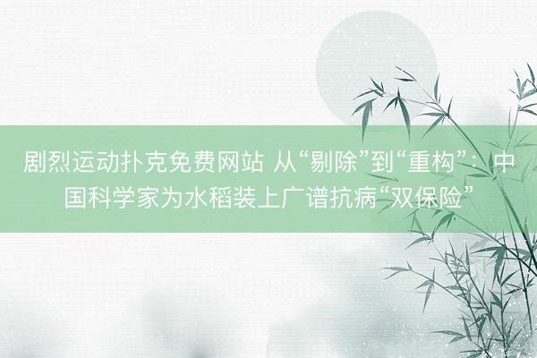 剧烈运动扑克免费网站 从“剔除”到“重构”：中国科学家为水稻装上广谱抗病“双保险”